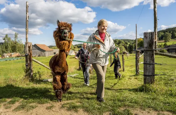 Alpaka Wanderung Bad Großpertholz