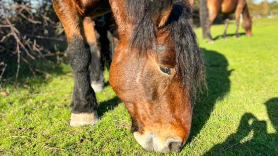 Spaziergang mit Pferd Insheim