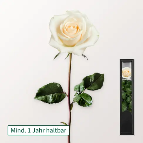 Weiße haltbare Rose mit Stiel