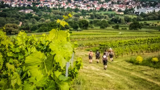 Weinbergwanderung Markt Nordheim