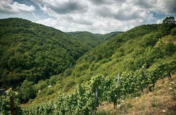 Weinbergwanderung Oberwesel