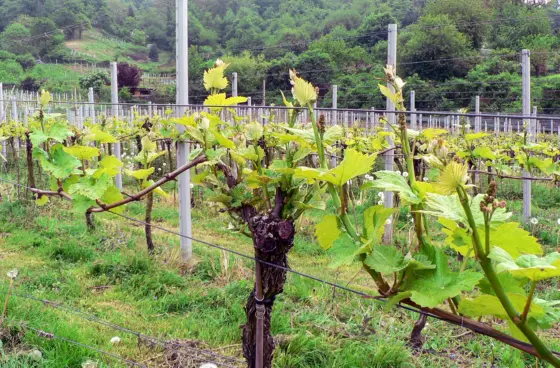 Weinbergwanderung Schriesheim mit Rebschnitt