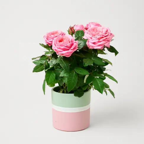 Rosa Rose im modernen Keramiktopf
