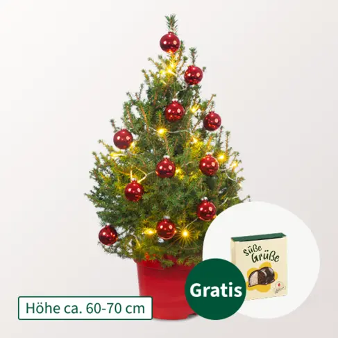 Weihnachtsbaum Little Santa mit Lichterkette &