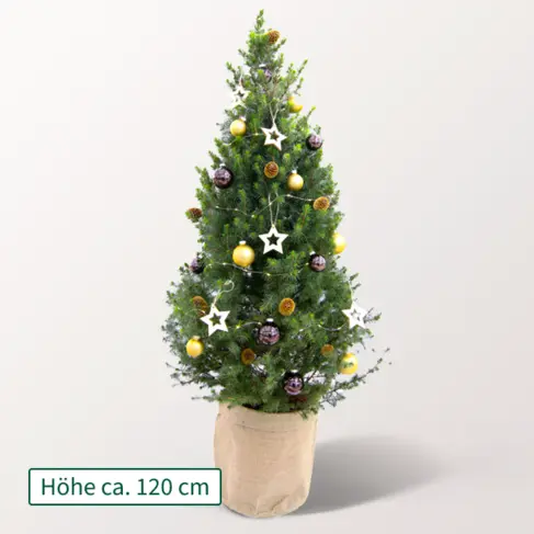 Weihnachtsbaum Goldschimmer mit Lichterkette